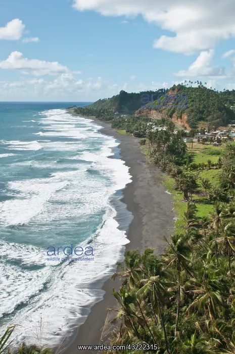 : Colonarie Beach, St. Vincent and the Grenadines : Colonarie Beach, St. Vincent and the Grenadines