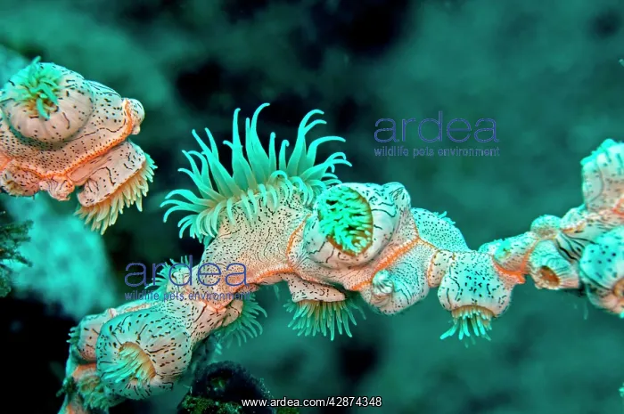 : Colonial Anemone - very little is known about this species : Colonial Anemone - very little is known about this species