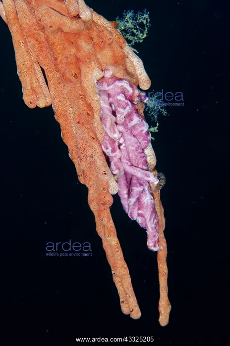 : Colonial Didemnid Ascidian - Loleo dive site, Weda : Colonial Didemnid Ascidian - Loleo dive site, Weda