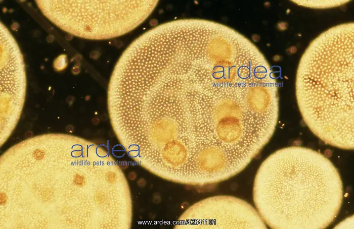 : Colonial Green ALGAE : Colonial Green ALGAE