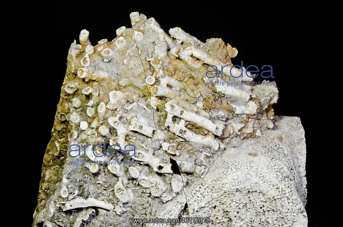 : Colonial Rugose Coral Fossil : Colonial Rugose Coral Fossil