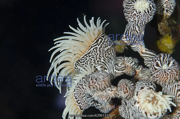 : Colonial Sea Anemone - aka Gorgonian Wrapper, Zebra : Colonial Sea Anemone - aka Gorgonian Wrapper, Zebra