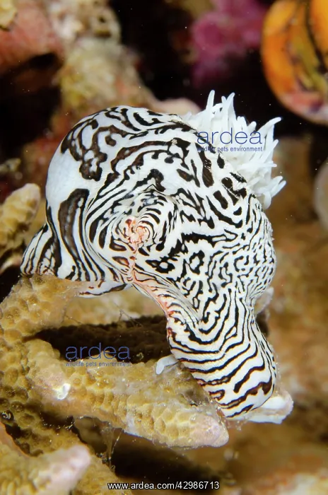 : Colonial Sea Anemone - Demak dive site, Bangka : Colonial Sea Anemone - Demak dive site, Bangka