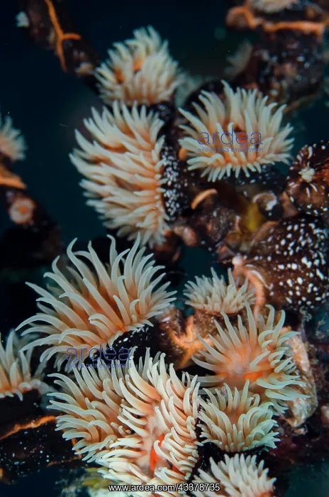 : Colonial Sea Anemone Gorgonian Wrapper : Colonial Sea Anemone Gorgonian Wrapper