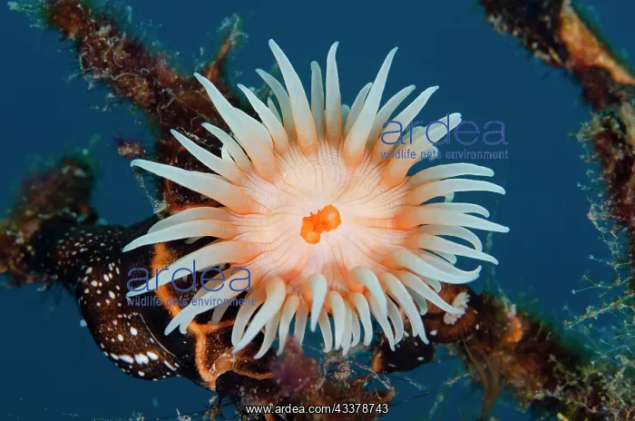 : Colonial Sea Anemone Gorgonian Wrapper : Colonial Sea Anemone Gorgonian Wrapper