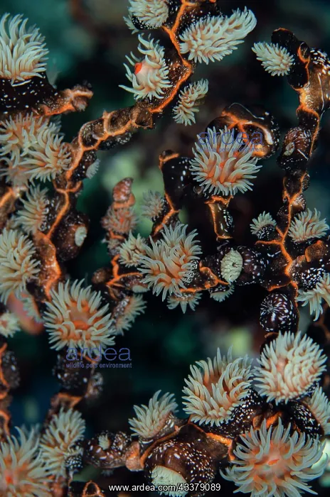 : Colonial Sea Anemone Gorgonian Wrapper : Colonial Sea Anemone Gorgonian Wrapper