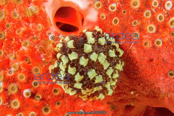 : Colonial tunicate (Symplegma sp) on Red Boring Sponge : Colonial tunicate (Symplegma sp) on Red Boring Sponge