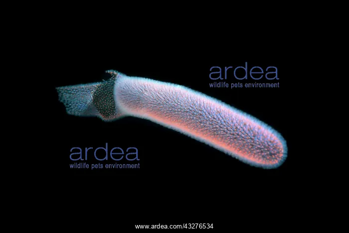 : Colonial Tunicates or Pyrosoma Tunicate (Pyrosoma : Colonial Tunicates or Pyrosoma Tunicate (Pyrosoma