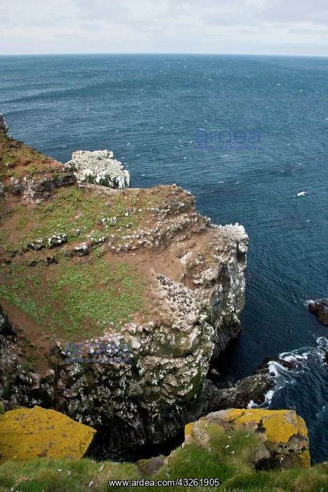  : Colonies of Northern Gannets and Common