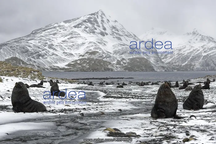 : Colony of Antarctic Sea Bears (Arctocephalus gazella) : Colony of Antarctic Sea Bears (Arctocephalus gazella)