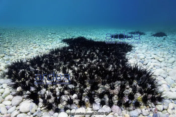 : Colony of common diadem sea urchin (Diadema setosum) : Colony of common diadem sea urchin (Diadema setosum)