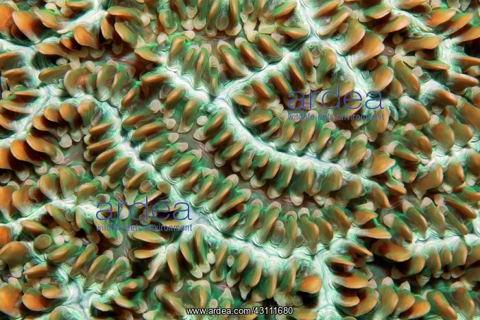 : Colony of coral polyps in brain corallae (Physogyra : Colony of coral polyps in brain corallae (Physogyra