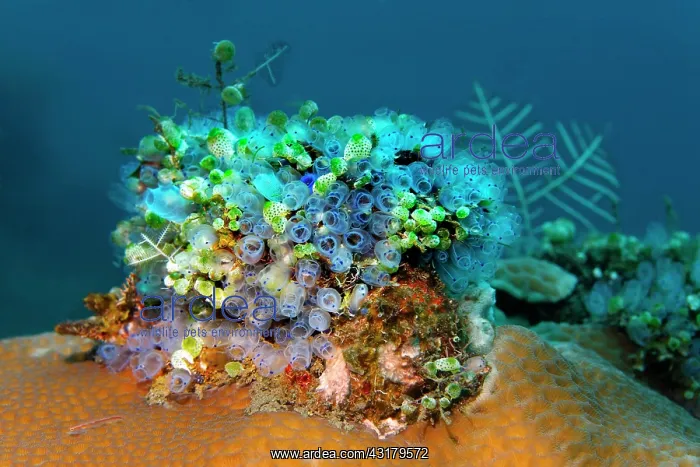  : Colony of different sea squirts ( Ascidiae) Bali