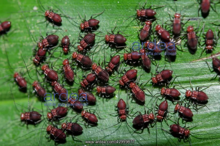 : Colony of juvenile Barklice - on leaf - Klungkung : Colony of juvenile Barklice - on leaf - Klungkung