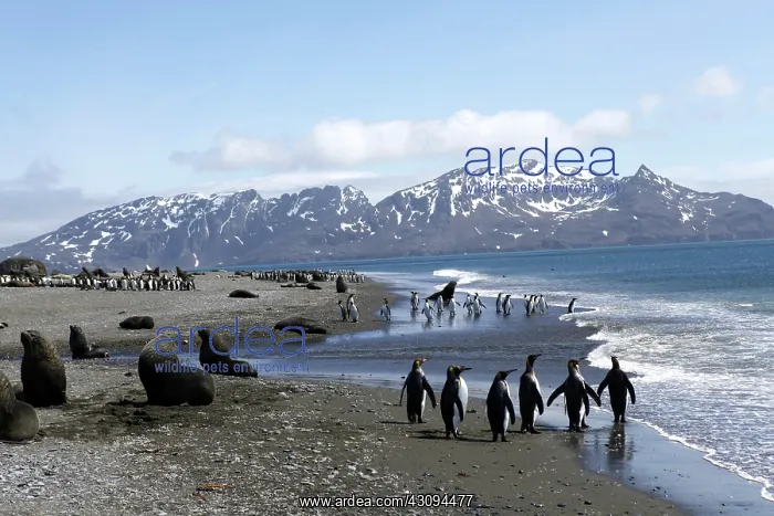 : Colony of King Penguins : Colony of King Penguins