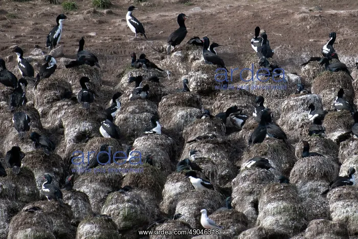 : Colony of Otago Shags nesting : Colony of Otago Shags nesting