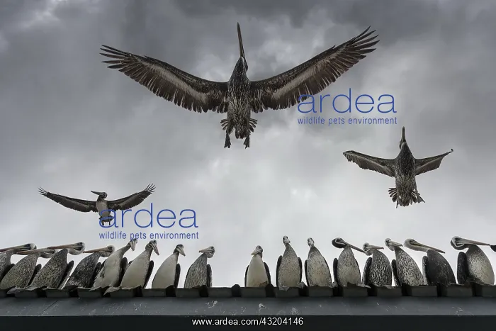 : Colony of Peruvian pelicans (Pelecanus thagus) waiting : Colony of Peruvian pelicans (Pelecanus thagus) waiting