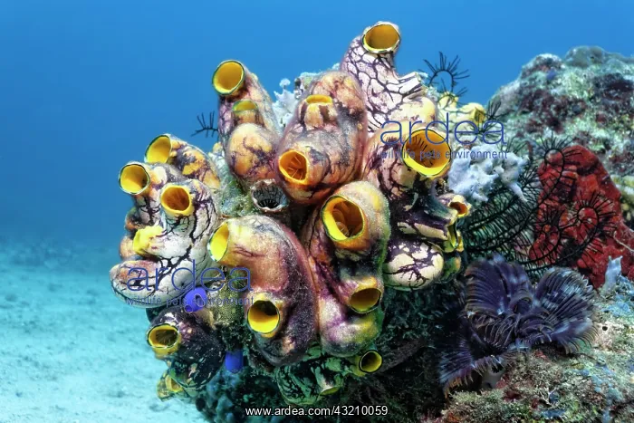  : Colony of Polycarpa-Sea Squirts (Polycarpa aurata)