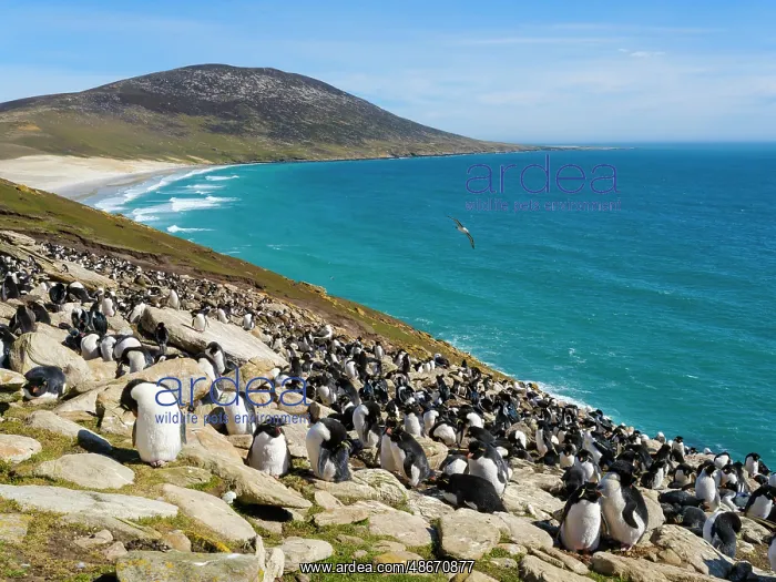  : Colony of Rockhopper penguin during spring on Saunders
