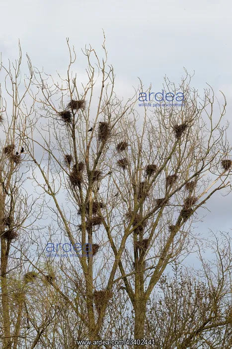 : COLONY OF ROOK IN TOWN : COLONY OF ROOK IN TOWN