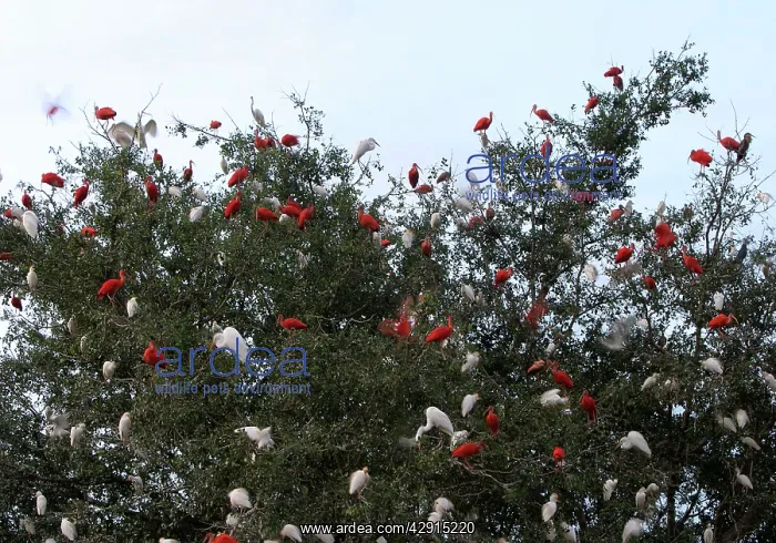 : Colony of Scarlet Ibis in tree - also Cattle Egret : Colony of Scarlet Ibis in tree - also Cattle Egret