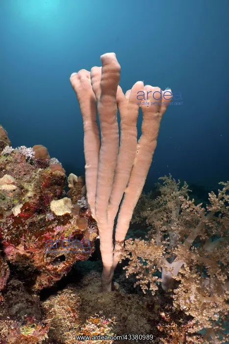 : Colony siphon sponge (Siphonochalina siphonella) : Colony siphon sponge (Siphonochalina siphonella)