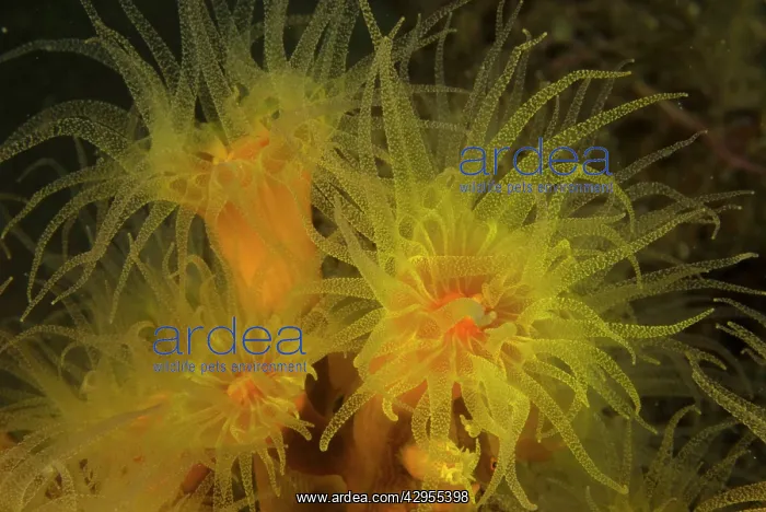: Colony of tube corals - feeding at night. They : Colony of tube corals - feeding at night. They