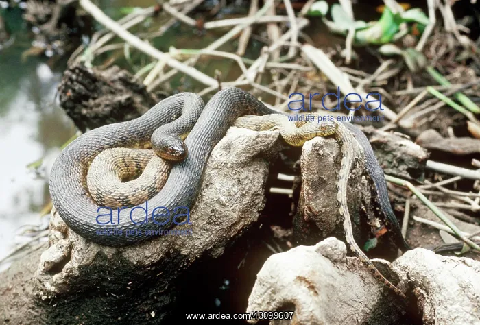 : Two color morphs of Northern Water Snake : Two color morphs of Northern Water Snake