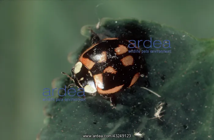 : Color variant two-spot ladybug : Color variant two-spot ladybug