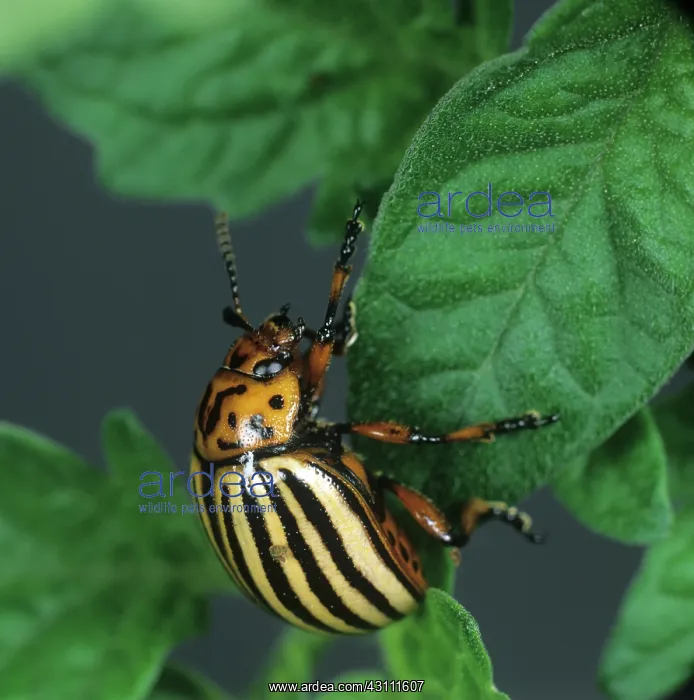 : Colorado beetle : Colorado beetle
