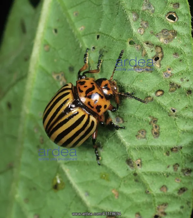 : Colorado Beetle : Colorado Beetle