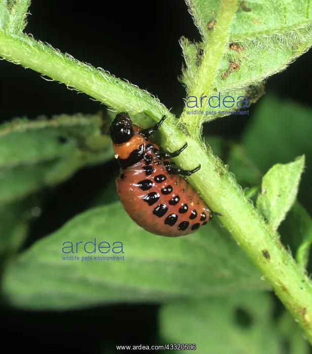 : Colorado beetle : Colorado beetle