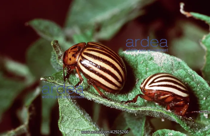 : Colorado Beetle / Colorado Potato / Ten-lined Potato : Colorado Beetle / Colorado Potato / Ten-lined Potato