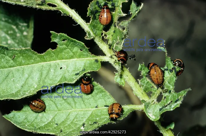 : Colorado Beetle / Colorado Potato / Ten-lined Potato : Colorado Beetle / Colorado Potato / Ten-lined Potato