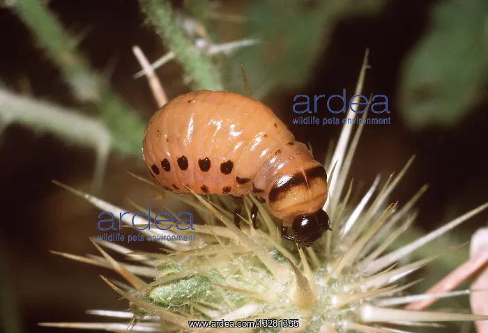 : Colorado Beetle / Colorado Potato / Ten-lined Potato : Colorado Beetle / Colorado Potato / Ten-lined Potato