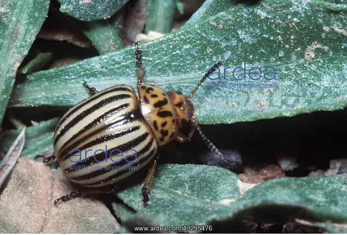 : Colorado Beetle / Colorado Potato / Ten-lined Potato : Colorado Beetle / Colorado Potato / Ten-lined Potato