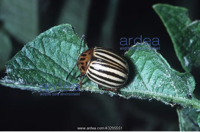: Colorado Beetle / Colorado Potato / Ten-lined Potato : Colorado Beetle / Colorado Potato / Ten-lined Potato