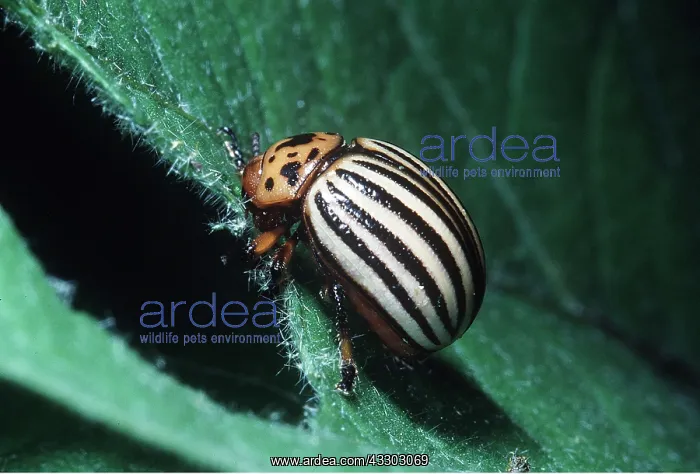: Colorado Beetle / Colorado Potato / Ten-lined Potato : Colorado Beetle / Colorado Potato / Ten-lined Potato