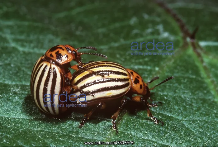 : Colorado Beetle / Colorado Potato / Ten-lined Potato : Colorado Beetle / Colorado Potato / Ten-lined Potato