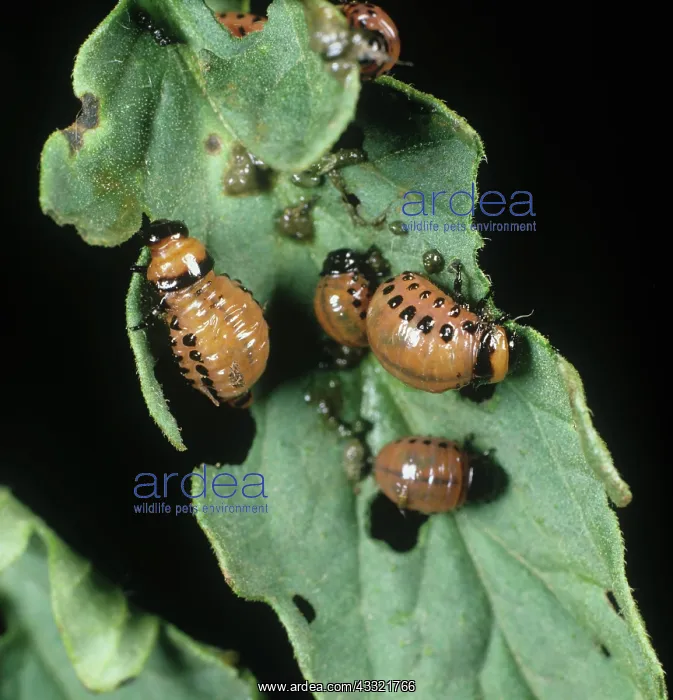 : Colorado beetle larva : Colorado beetle larva