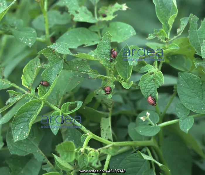 : Colorado beetle larvae : Colorado beetle larvae