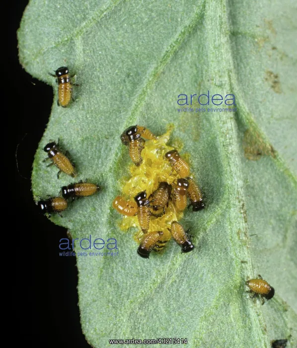 : Colorado Beetle larvae on Tomato leaf : Colorado Beetle larvae on Tomato leaf