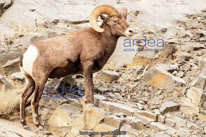 : Colorado. Big horn sheep : Colorado. Big horn sheep