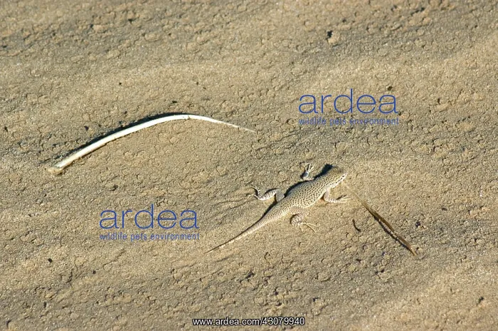 : Colorado Desert Fringe-toed Lizard : Colorado Desert Fringe-toed Lizard
