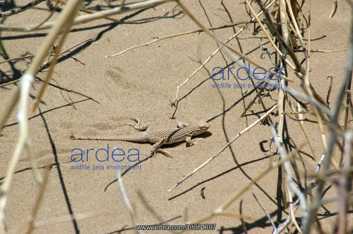 : Colorado Desert Fringe-toed Lizard : Colorado Desert Fringe-toed Lizard