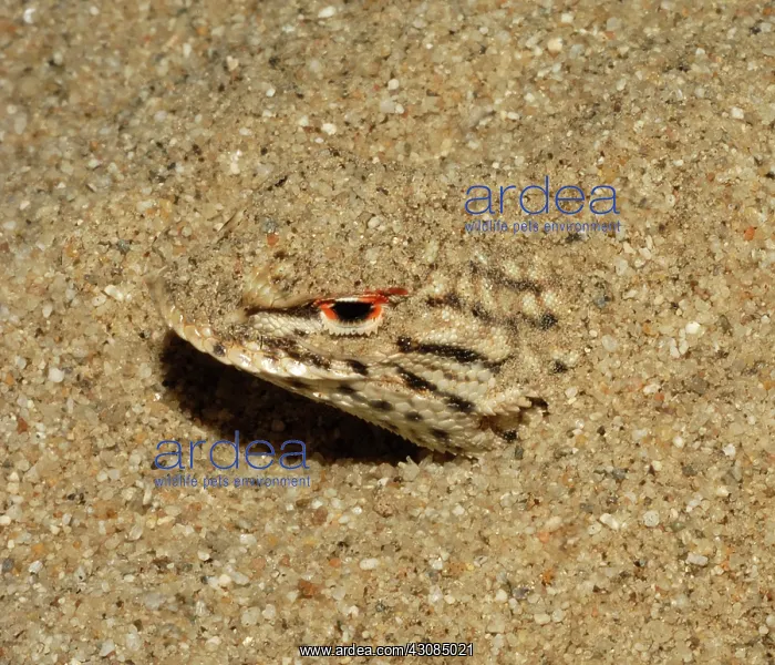 : Colorado Desert Fringe-toed Lizard : Colorado Desert Fringe-toed Lizard