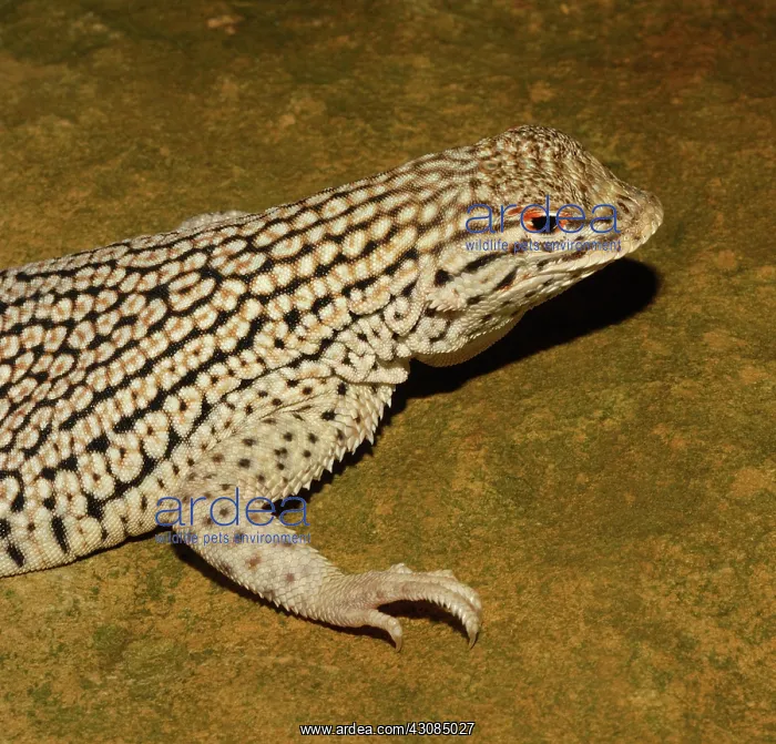 : Colorado Desert Fringe-toed Lizard : Colorado Desert Fringe-toed Lizard