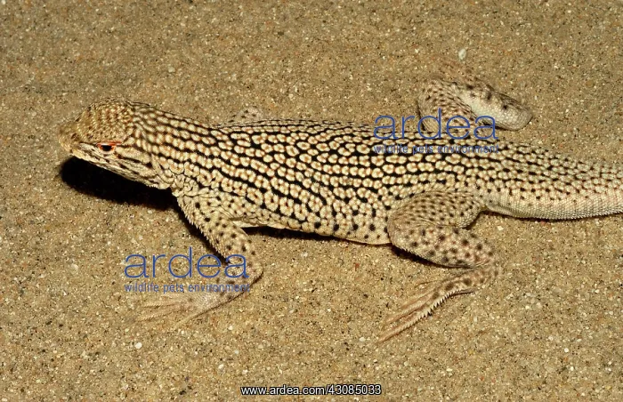 : Colorado Desert Fringe-toed Lizard : Colorado Desert Fringe-toed Lizard