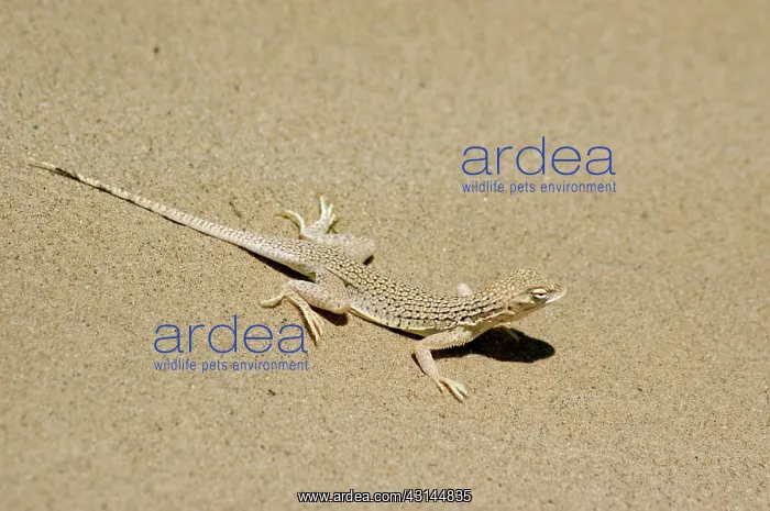 : Colorado Desert Fringe-toed Lizard : Colorado Desert Fringe-toed Lizard