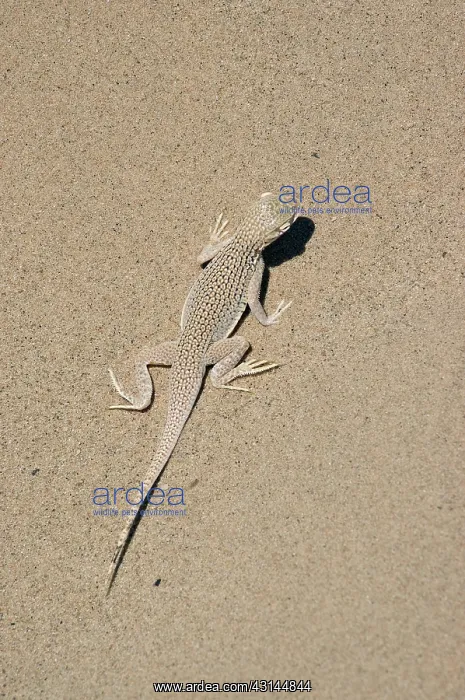 : Colorado Desert Fringe-toed Lizard : Colorado Desert Fringe-toed Lizard